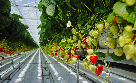Fruit Growing in Glass Greenhouse with enriched CO2