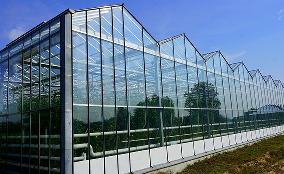 Glass Greenhouse